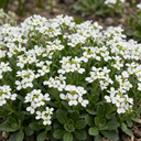 Arabis Aubris White Plants (Set of 3 or 6)