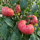 Tomato Brandy Boy Variety Plants (Set of 3 or 6)