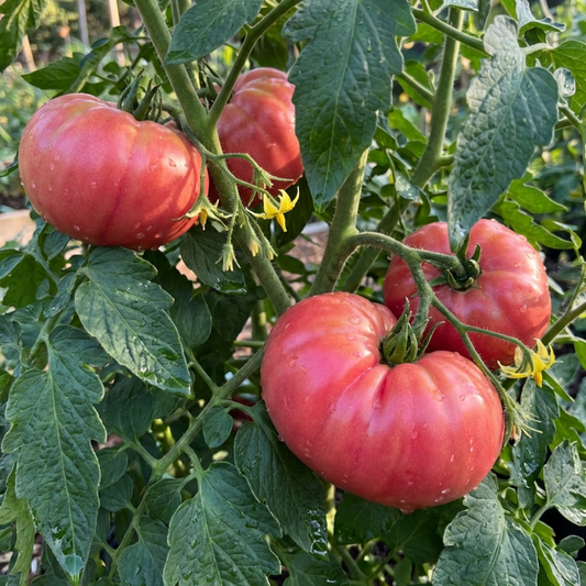 Large ribbed pink-red beefsteak tomatoes on the vine with yellow flowers and dark foliage