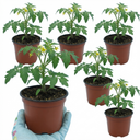 Tomato Nagina Variety Plants (Set of 3 or 6)