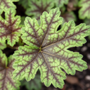 Heuchera Tapestry Plant