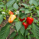 Sweet Pepper 'Liberty Belle' – Golden Bell Pepper (Set of 3 or 6)