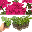 Set of 3 or 6  Large Plants - Geranium Sunflair Joscina Hot Pink, Outdoor Garden Ready