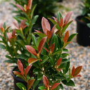 Viburnum Coppertop Plant (3L Pot)