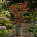 3 Litre Red Acer Tree, Japanese Maple Plant, Nursery Pots