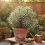Euphorbia Silver Edge