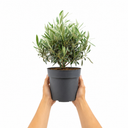 3 Litre Bushy Olive Tree, Nursery Pot, Outdoor, Pots