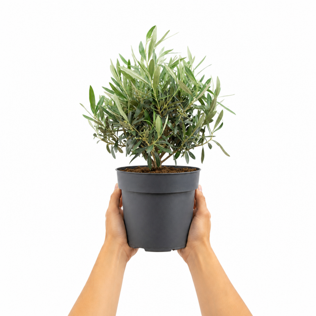 Olive (Olea europaea) – Bushy Tree (3L Pot)