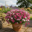 1 Large Plant - Dianthus Dart Pink Magician, Ready to Plant in Your Garden, 2L