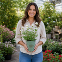 3Ltr Patio Rose Plant, White Rose Bush, Nursery Pots