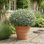 1 Large, Garden Ready Plant - Hebe Sutherlandii (Shrubby Veronica), 17cm/2L Pot