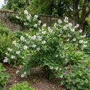 Philadelphus Belle Etoile Mock Orange Plants