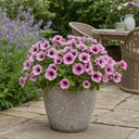 Petunia Sanguna Mega Pink Vein Plant (2L Pot)