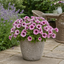 1 Large Plant - Petunia Sanguna Mega Pink Vein, Outdoor Garden Ready, 2L Pot