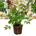 Hellebore Winter Sunshine Plant (2L Pot)