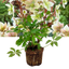 1 Large Plant - Hellebore Winter Sunshine, Ready to Plant in Your Garden, 2L Pot