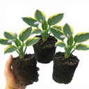 Atlantis Plantain Lily Plants (Set of 3 or 6)