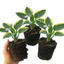 Set of 3 or 6 Large Hosta Plants - Atlantis Plantain Lily, Ready to Plant in Your Garden, 1L