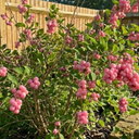 Symphoricarpos Magical Candy Plant (3L Pot)