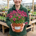 Arabis Aubrieta Deep Rose Plants