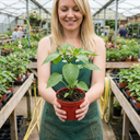Red King Variety Plants (Set of 3 or 6)