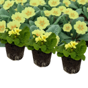 Primrose Sweet 16 Plants (Set of 3 or 6)
