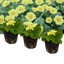 Set of 3 or 6 Large Plants - Primrose Sweet 16, Ready to Plant in Your Garden, 1L Rootballs