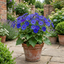 1 Senetti Deep Blue Pericallis Flowering Plant, Spring & Summer Garden Ready, 6.5 Litre Root-Ball