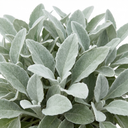 Senecio Sunshine Perennial Shrub Plant (2L Pot)