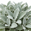 1 Senecio Sunshine Perennial Shrub, Hardy Drought Tolerant Silver Grey Foliage, Evergreen, 2L Root Ball