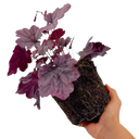 Heuchera Grape Timeless Plant (2L Pot)