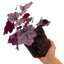 Heuchera Grape Timless