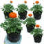 Set of 3 or 6 Ranunculus Vortex Orange Persian Buttercup Plants, Hardy Perennial, Spring & Autumn Flowering, Outdoor Garden Ready, 1 Litre Root-Ball