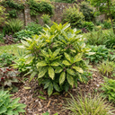 Aucuba Golden King Plant (5L Pot)