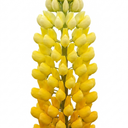 Yellow Lupin Perennial Plants (Set of 3 or 6)