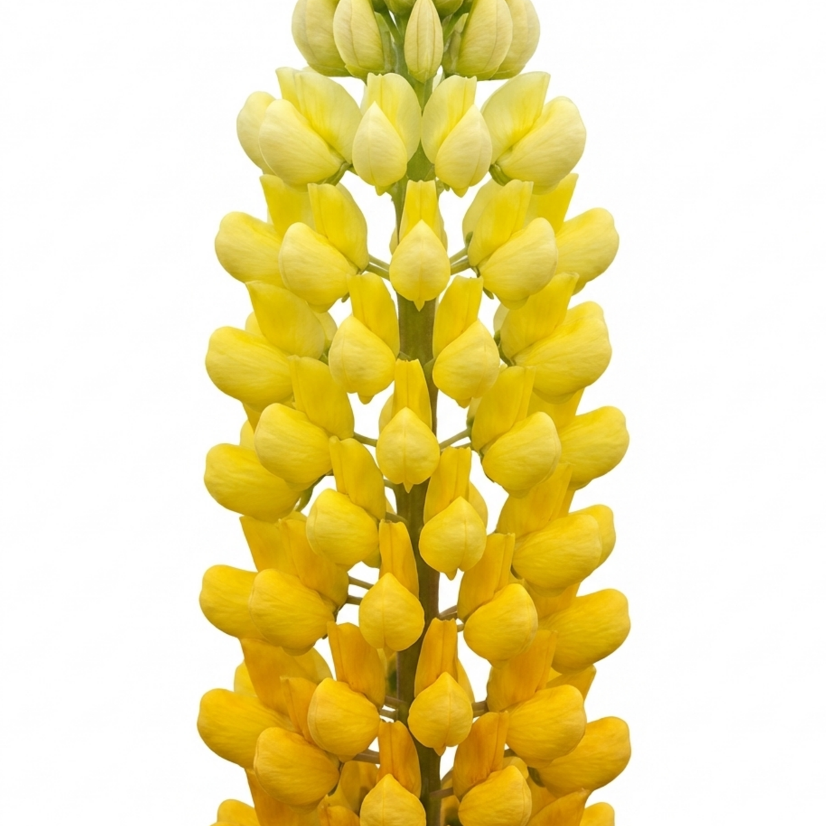 Lupin 'Legendary Yellow' – Hardy Cottage Garden Perennial (Set of 3 or 6)