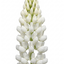 3 Large Plants - Lupin Legendary White, Ready to Plant in Your Garden, Peat Free
