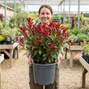 Photinia Louise Plants