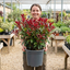 1 Photinia Louise Plant, Hardy Evergreen Red Leaf Hedge Shrub, Outdoor Garden Ready, 26cm Root Ball