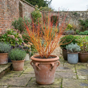 Cornus Midwinter Fire Shrub Plant (3L Pot)