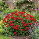 Geranium Calliope M Scarlet Red Plants