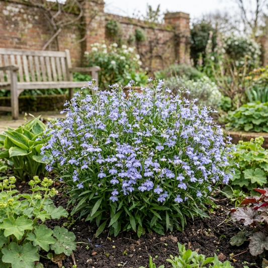 Lobelia erinus 'Springs Lavender' (Bedding Lobelia) – Summer Bedding (Set of 3 or 6)