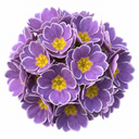 Primrose Queen Lilac Picotee Plants (Set of 3 or 6)