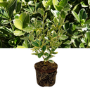 Euonymus President Gauthier Plant (2L Pot)