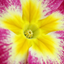Set of 3 or 6 Large Plants - Polyanthus Stella Cherryade, Ready to Plant in Your Garden, 1L