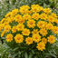Set of 3 or 6 Coreopsis Presto Hardy Perennial Plants, Golden Yellow Summer Flowering, Outdoor Garden Ready, 1 Litre Root Ball