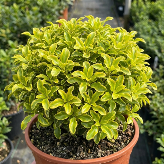 Neat dome-shaped pittosporum in a terracotta pot with small gold and lime-green wavy-edged leaves