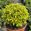 1 Pittosporum Tenuifolium Golden Ball, Hardy Evergreen Shrub for Garden, 3 Litre Root Ball