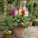 Hollyhock Growers Mix Hardy Cottage Garden Perennial Plants (Set of 3 or 6)