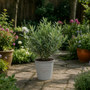 3 Litre Bushy Olive Tree, Nursery Pot, Outdoor, Pots